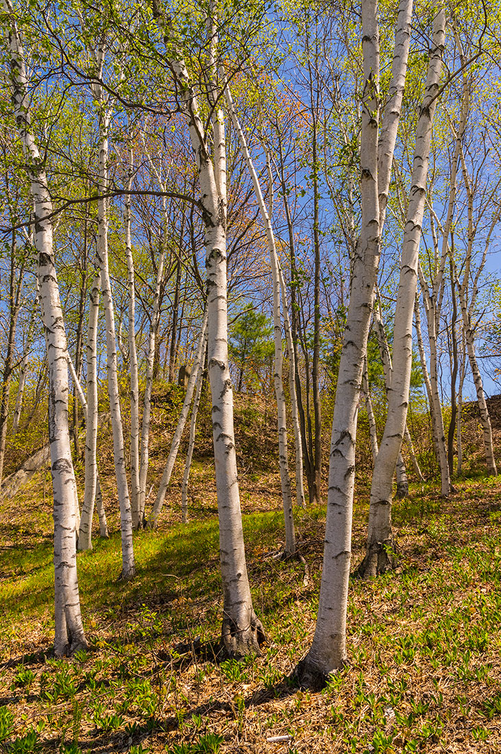 Fort Williams Park white birches - Photo by: Cindy Farr-Weinfeld